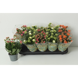 KAL GE PERF GEM 3 KL