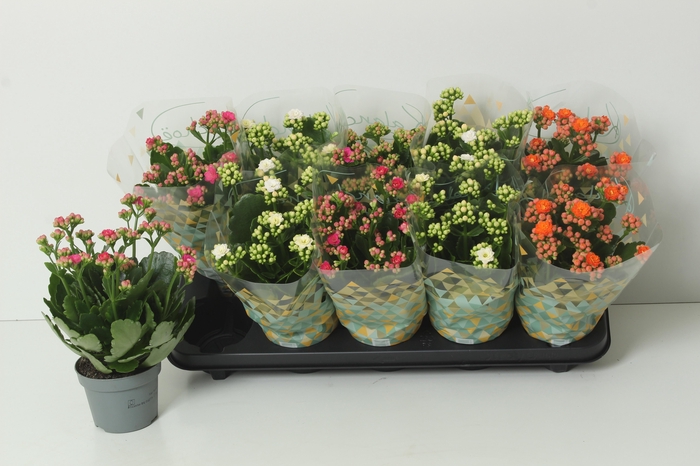 <h4>KAL GE PERF GEM 3 KL</h4>