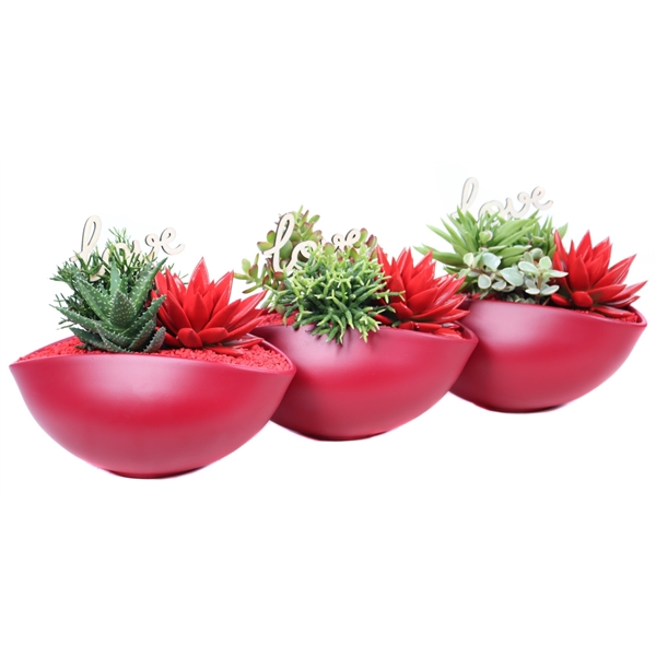 <h4>Suc 10,5 en 8,5 cm en geverfd echeveria 8,5 cm in rode ovaleschaal</h4>