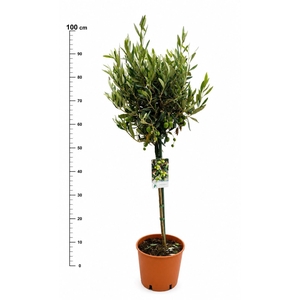 OLEA EUROPAEA