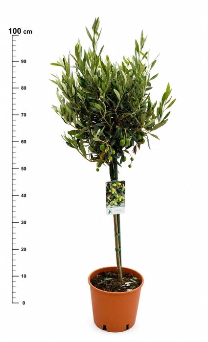 <h4>OLEA EUROPAEA</h4>