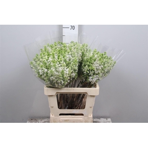 Syr Vu White Wonder 4+