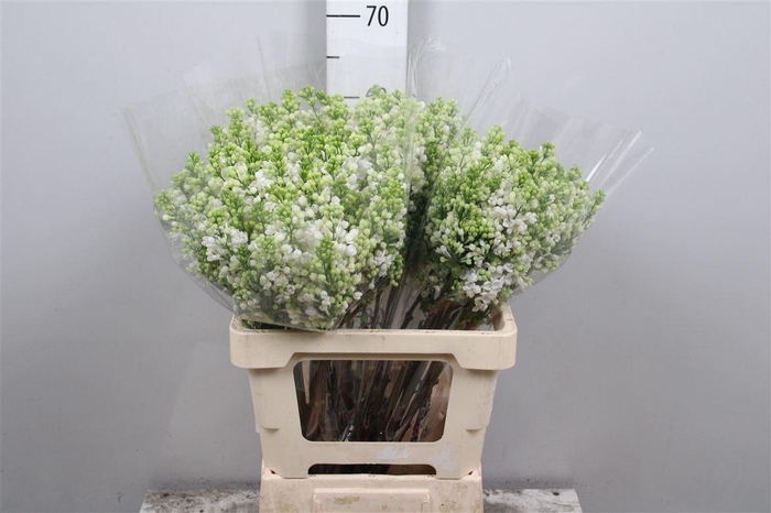<h4>Syr Vu White Wonder 2+</h4>
