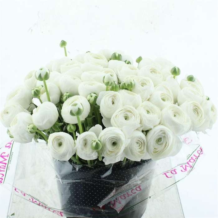 <h4>Ran Su Sr Firenze White Super</h4>