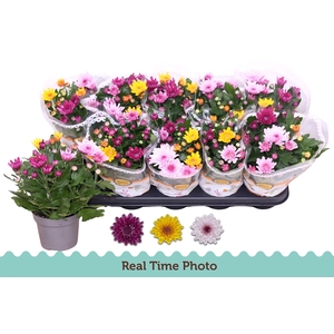 CHRYS MO AUB GEM POT