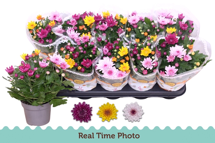 <h4>CHRYS MO AUB GEM POT</h4>