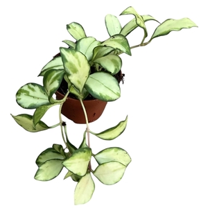 Hoya Heuschkeliana Variegata