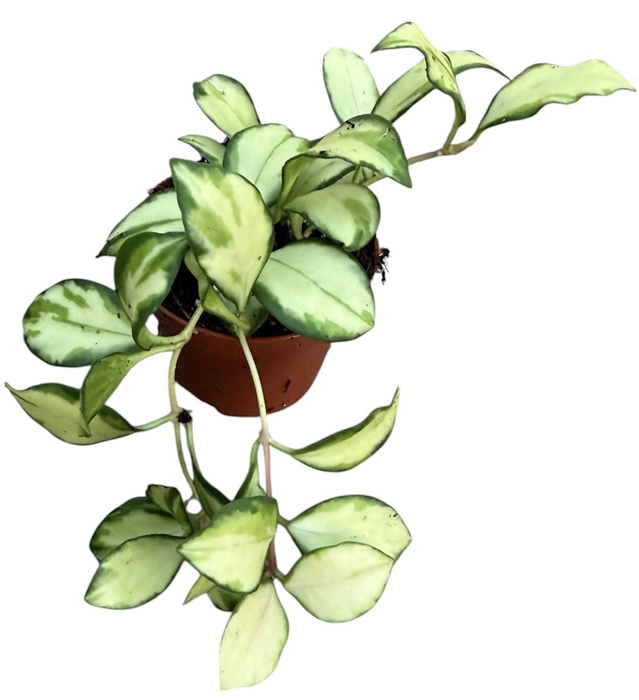 <h4>Hoya Heuschkeliana Variegata</h4>