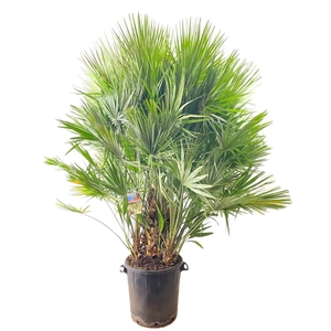 Chamaerops humilis
