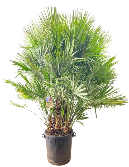<h4>Chamaerops humilis</h4>