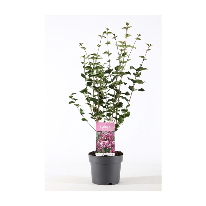 <h4>Syringa mey. 'Josée' P19/C3</h4>