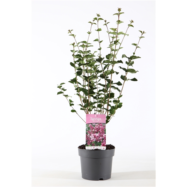 Syringa mey. 'Josée' P19/C3