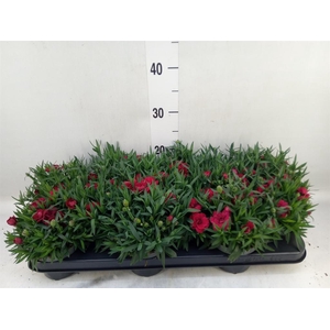 Dianthus 'Oscar Dark Red'