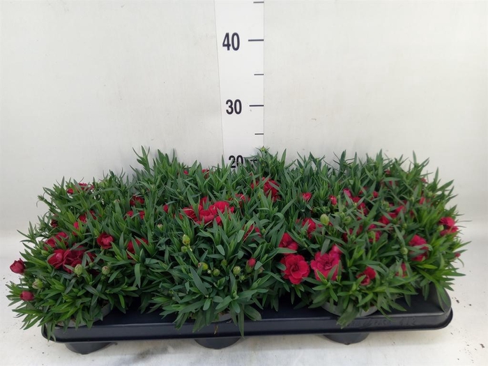 <h4>Dianthus 'Oscar Dark Red'</h4>