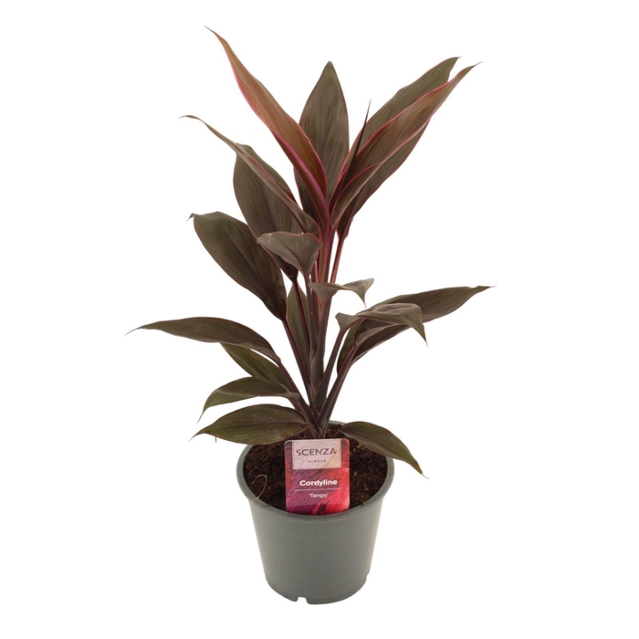 <h4>Cordyline Tango 12 cm</h4>