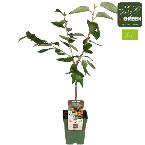 <h4>Prunus avium Bigarreau Napoléon Bio P23</h4>