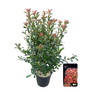 Photinia fras. 'Carre Rouge'