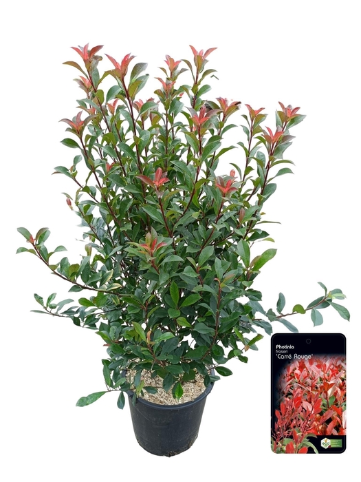 <h4>Photinia fras. 'Carre Rouge'</h4>