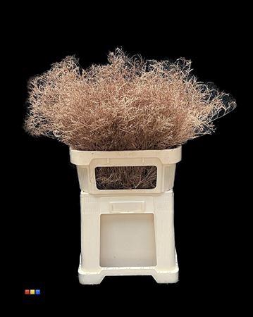 <h4>Limonium Copper</h4>