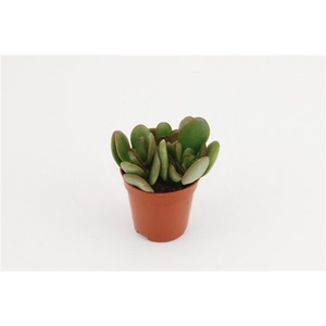 Crassula Minor