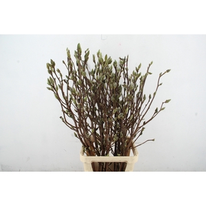 MAGNOLIA SUPERBA PER STEM 120CM