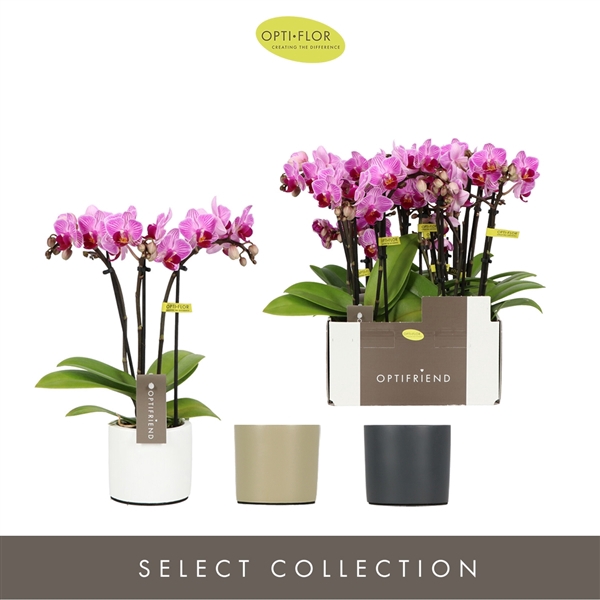 <h4>Optifriend Lotte 3 spike in Toscane Mix</h4>