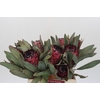 Protea Barbigera Ruby Princess Air