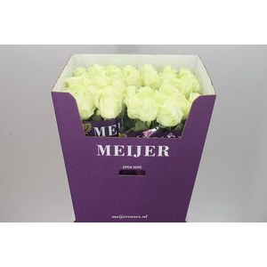 Rosa Gr Avalanche Meijer