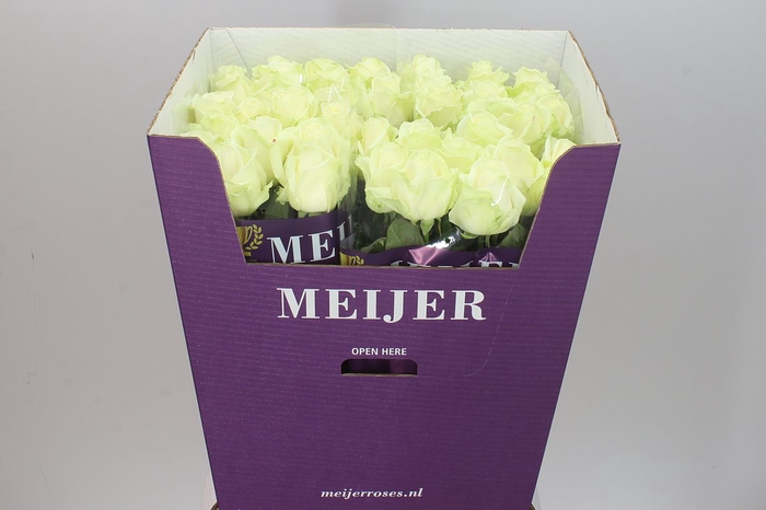 <h4>Rosa Gr Avalanche Meijer</h4>