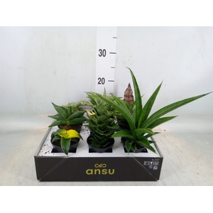 Sansevieria   ...