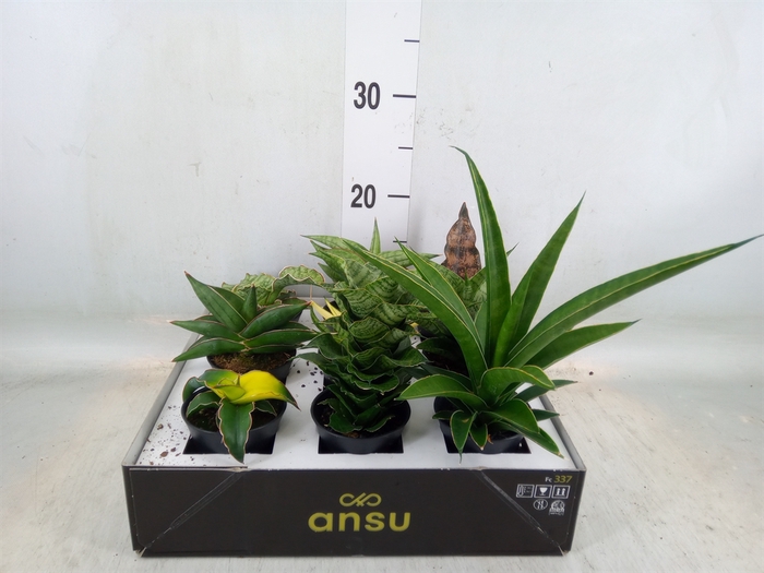 <h4>Sansevieria   ...</h4>