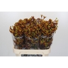 Anigozanthos Gold Fever