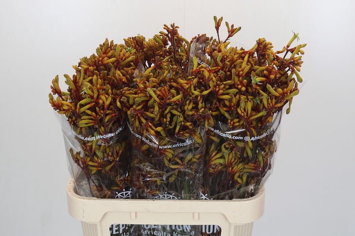 <h4>Anigozanthos Gold Fever</h4>