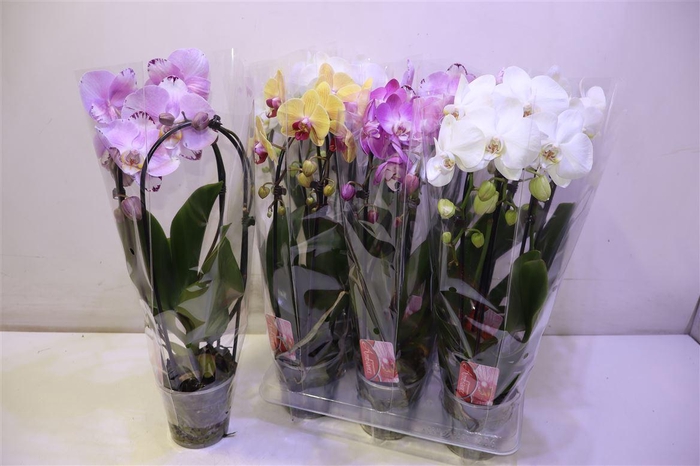 <h4>arr8 Phal El Cascade</h4>