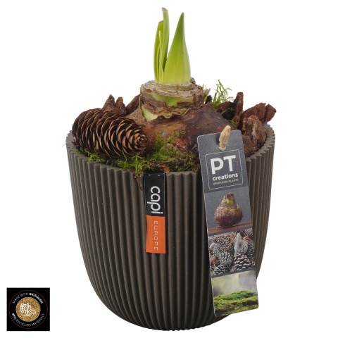 <h4>PTAA7565 Arrangementen Hippeastrum</h4>