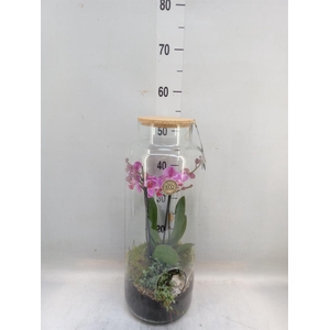 Arr.  Phalaenopsis  H%