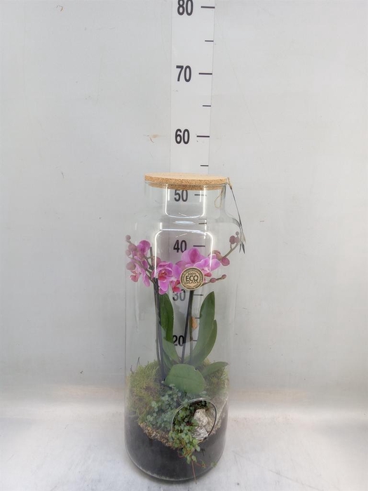 <h4>Arr.  Phalaenopsis  H%</h4>