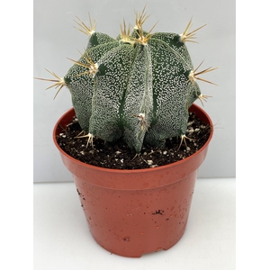 ASTROPHYTUM ORNATUM