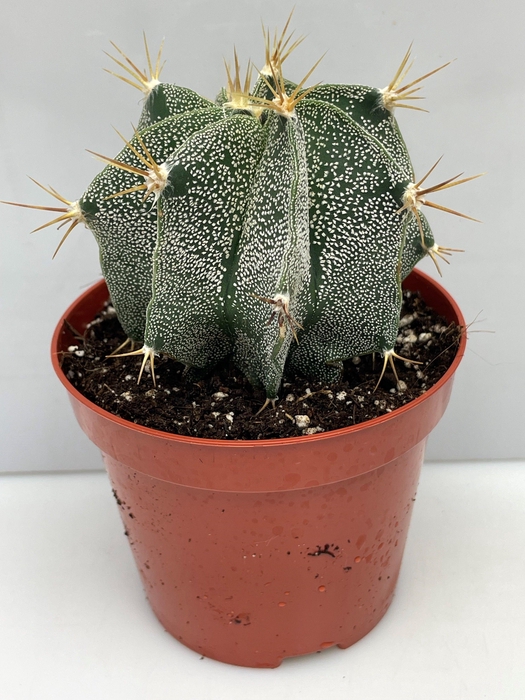 <h4>ASTROPHYTUM ORNATUM</h4>