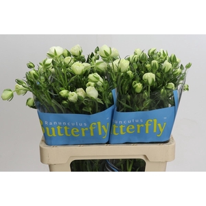 Ranunculus Butterfly Ninos
