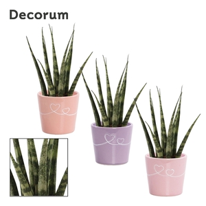 Sansevieria Fernwood 6 cm in Romy (Party Love-collection)