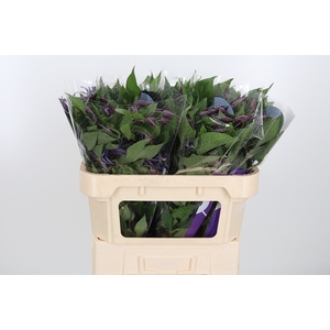 Clem Di Bl Pirouette