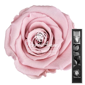 30cm Stem Pin04