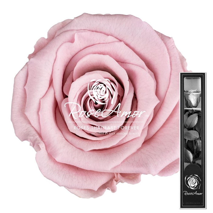 <h4>30cm Stem Pin04</h4>