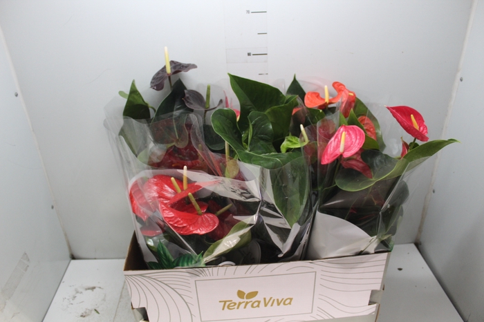 <h4>ANTHURIUM VARIADO P17</h4>