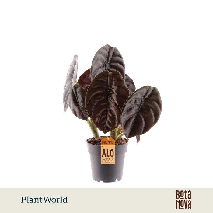 <h4>Alocasia Red Secret</h4>