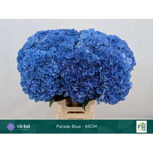 Hydrangea 'Royal Parade' 21cm