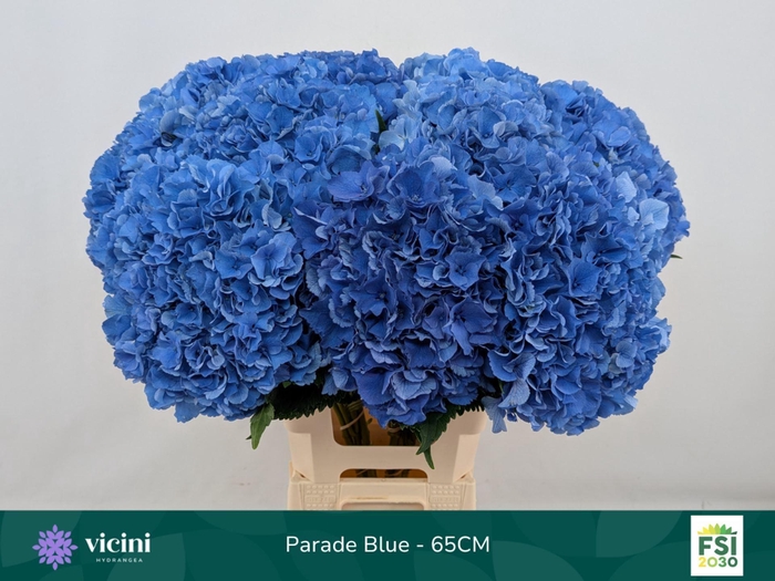 <h4>Hydrangea 'Royal Parade' 21cm</h4>