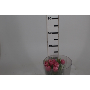 TULIPA DOBRADA BICOLOR VARIADO COM BULBO