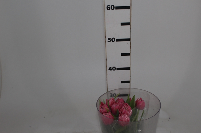 <h4>TULIPA DOBRADA BICOLOR VARIADO COM BULBO</h4>